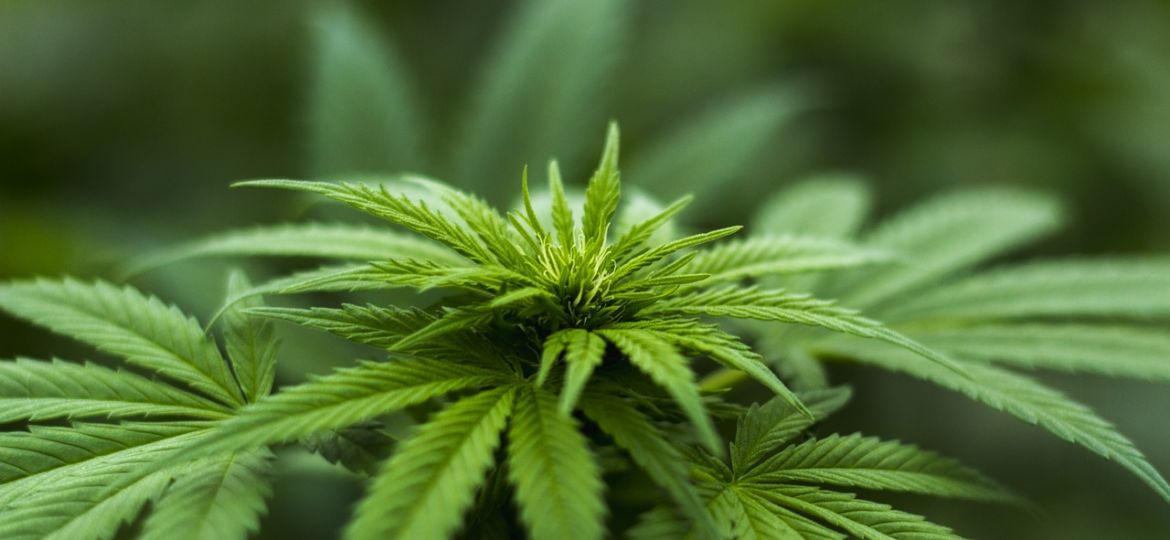 Gelegentlicher Cannabiskonsum Beitragsbild